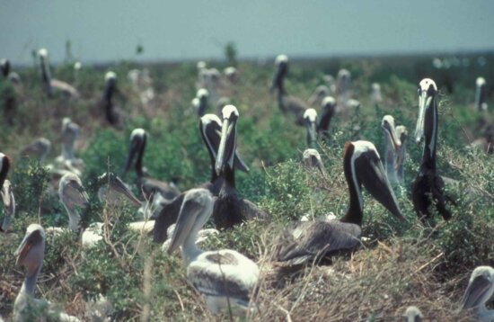 brown, pelicans, roosting, vegetation