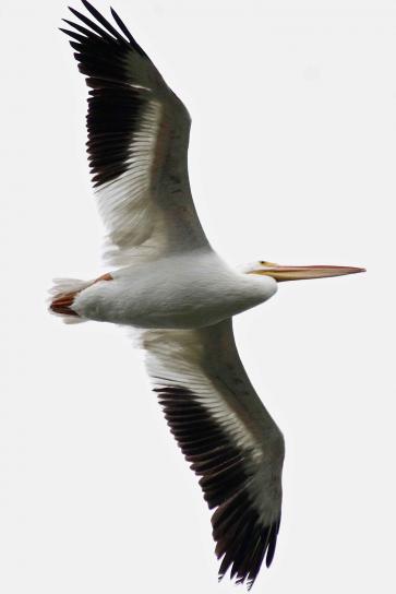 perto, pelican americano, branco, voando, pelecanus erythrorhynchos