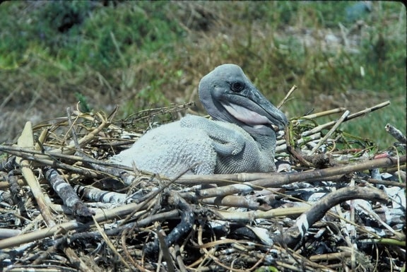 up-close, brown, pelican, chick, nest