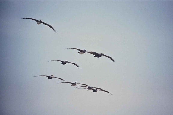 oito, marrons, pelicanos, voo