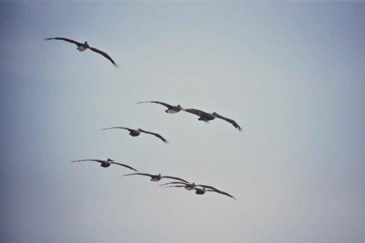 åtta, bruna, pelikaner, flyg