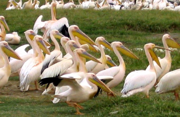 rebanho, grande, branco, pelicanos, pelecanus onocrotalus, terra, Quênia, África