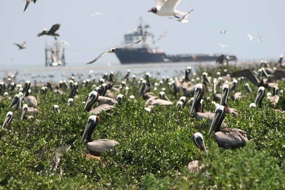flock, pelicans, birds, groun, air