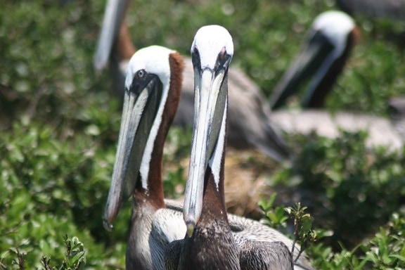 frontal, dois, marrons, pelicanos, pássaros, perto, um tiro