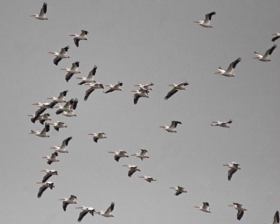 groep, American, witte pelikanen, vlucht
