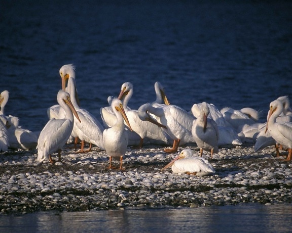 skupina bijelih pelikana, ptica, pelecanus erythrorhynchos, stoji, vode