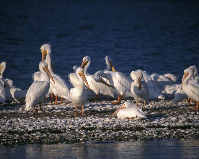 Grupo Pelicano branco, pássaros, pelecanus erythrorhynchos, em pé, água