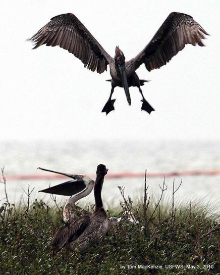landing, bruine pelikaan, olie, boom, breton, wildernis, toevlucht