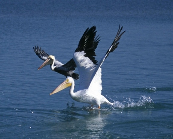 eldre, umodne, hvit pelican, fugler, vann, pelecanus erythrorhynchos