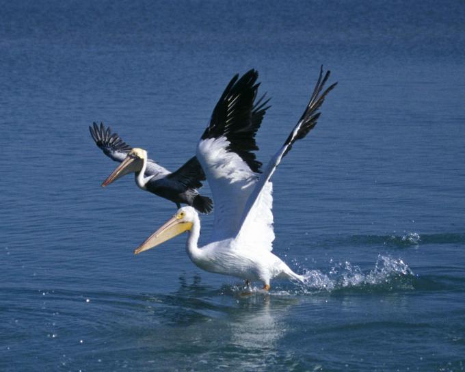 Зрелые, незрелые, белый пеликан, птицы, вода, pelecanus erythrorhynchos