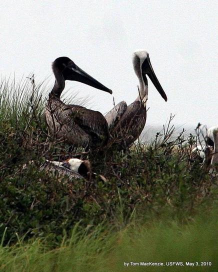 nesting, brown, pelicans