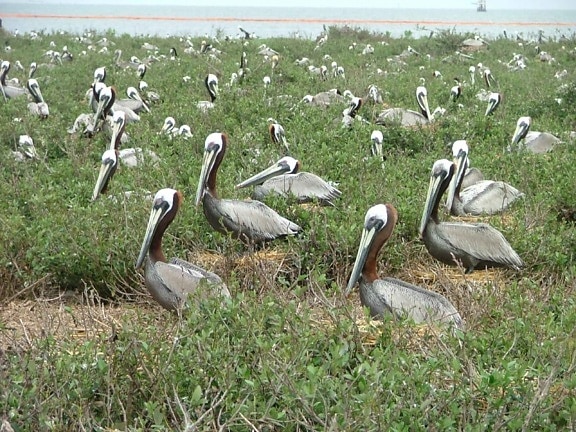 nesting, brown, pelicans, bird, bird, crane, pelican
