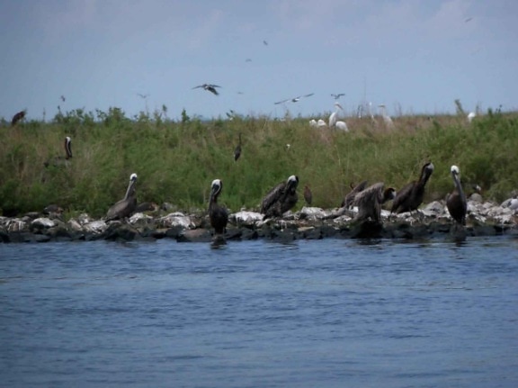 oiled, pelicans, birds