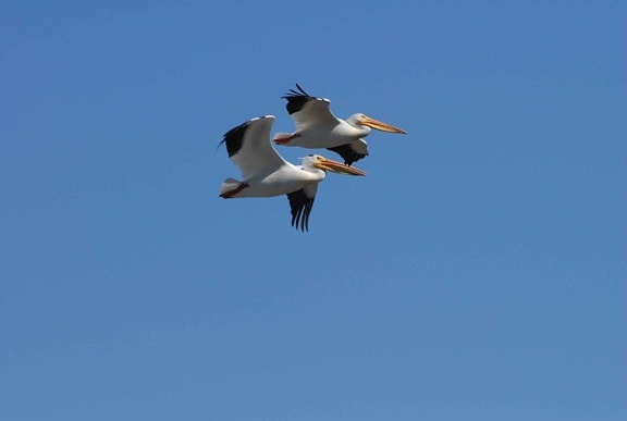 Pelecanus, erythrorhyncos, американский, белые пеликаны, полет