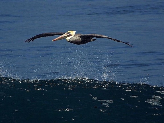 pelican, albatross, seabird, bird, pelican
