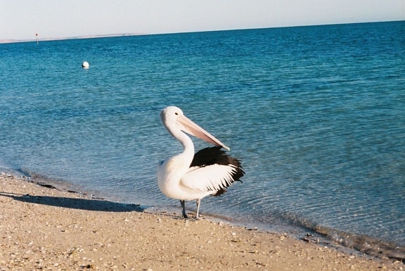 pelican, bird, pelecanus, conspicillatus