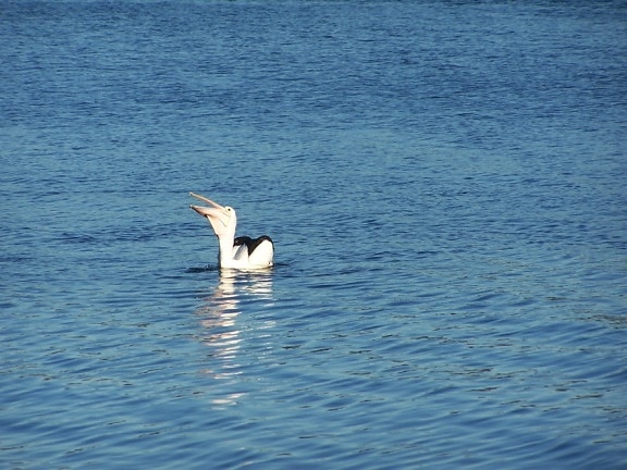 pelican, eating, fish