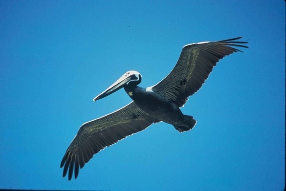Pelican, zbor, pelecanus occidentalis