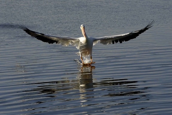 Pelicano, esqui, água