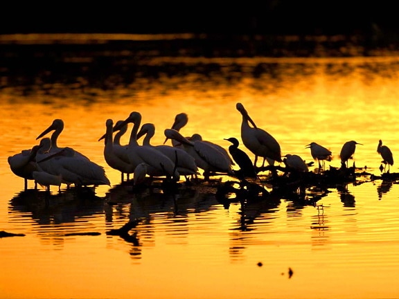 pelicans, sunset