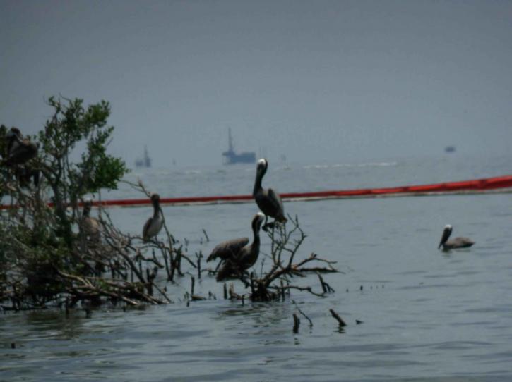 pelikány, na ktoré sa vzťahuje, olej, sit, záliv, pobrežie
