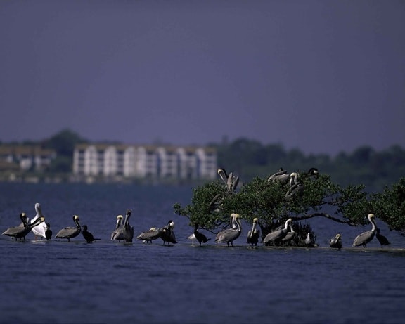 pelicanos, ilha, deserto, refúgio, Flórida