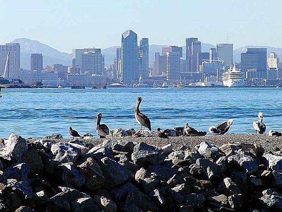 Diego, pelicans, birds, city, skyline, water