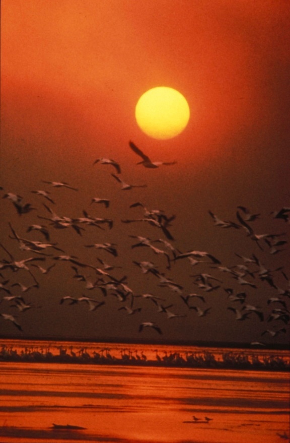 scenic, white pelicans, flying, water, sunset