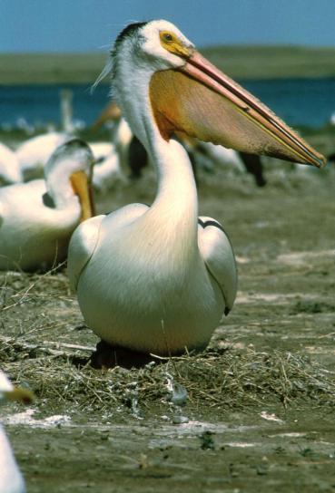 бели пеликан, птица, pelecanus erythrorhynchos, висок, определение, снимка