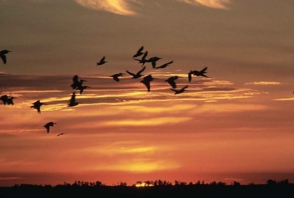 pelicani alb, zbor, seara, soare