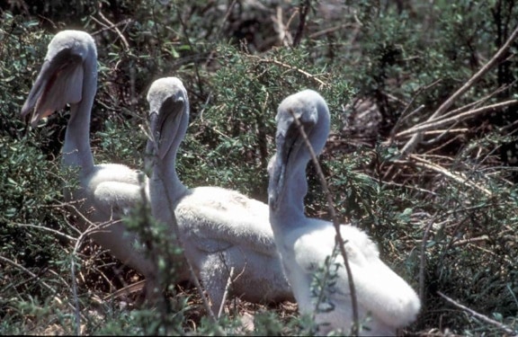 young, brown, pelican, birds, fluff, nest