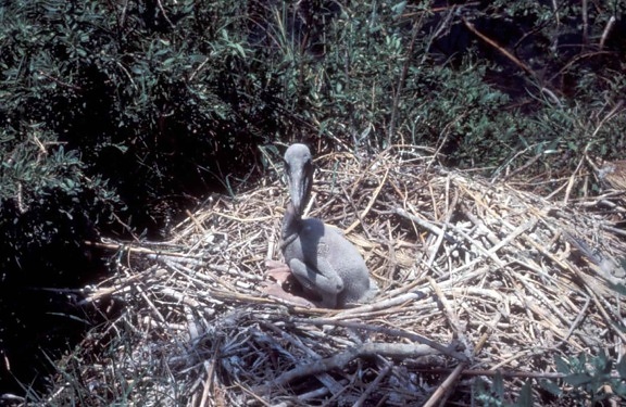 young, brown, pelican, chick, nest