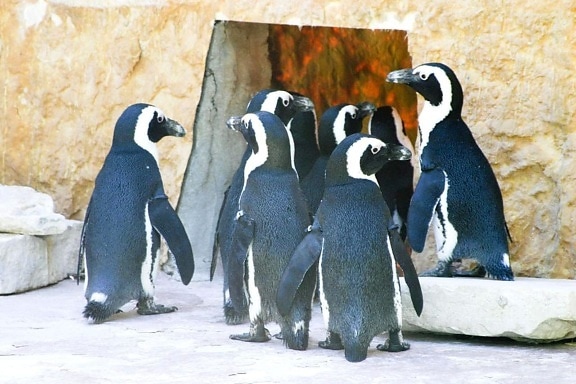 пингвины, зоопарк