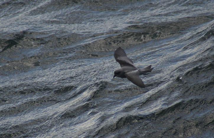 fork, tailed, storm, petrel, bird, flying, water