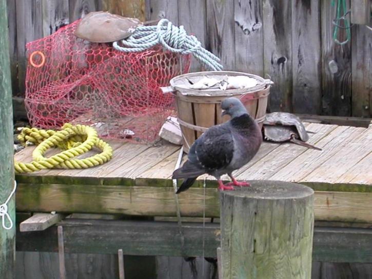 pigeon, oiseau, dock
