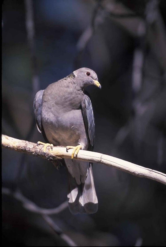 band, tailed, pigeon, bird, up-close, body, head, patagioenas fasciata