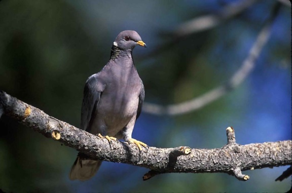 band, tailed, pigeon, bird, tree, branch, patagioenas fasciata