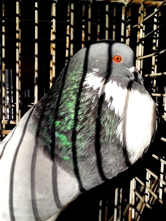 big, male, pigeon, bird, animal