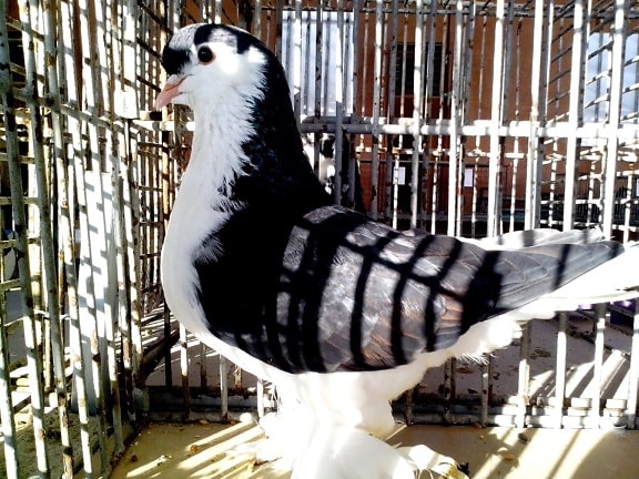 preto e branco pombo, posando