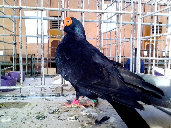 นกพิราบสีดำ ชาวอินเดีย