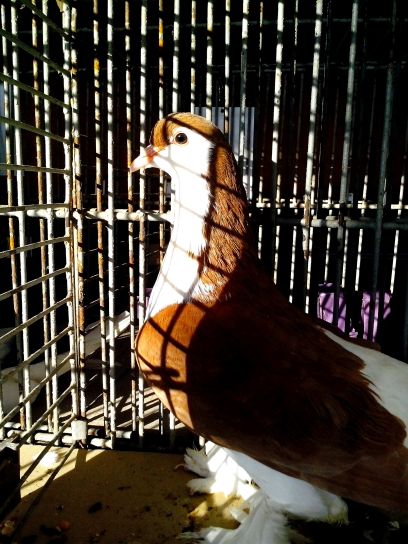 brown, pigeon, cage, posing
