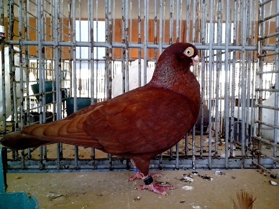 dark, brown, pigeon, posing