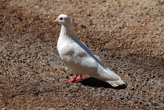 dove, white bird