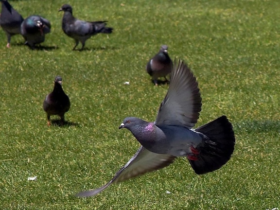 flying, pigeon