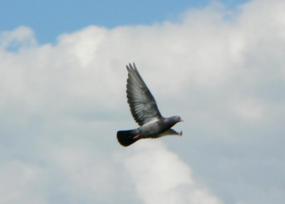 flying, pigeon, sky