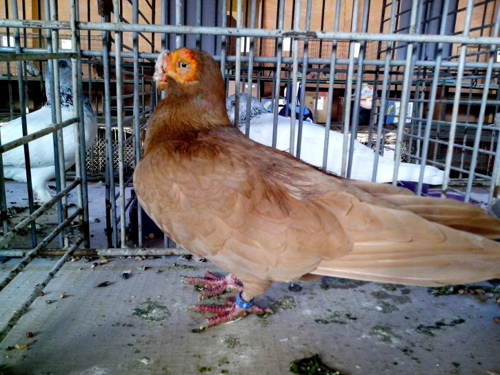 light, brown, pigeon, cage