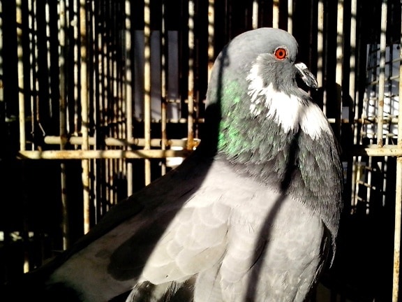 male, pigeon, brilliant, plumage