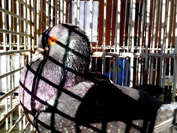 oriental, dark, pigeon