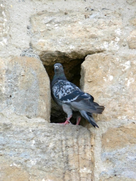 гълъб, дупка, стена