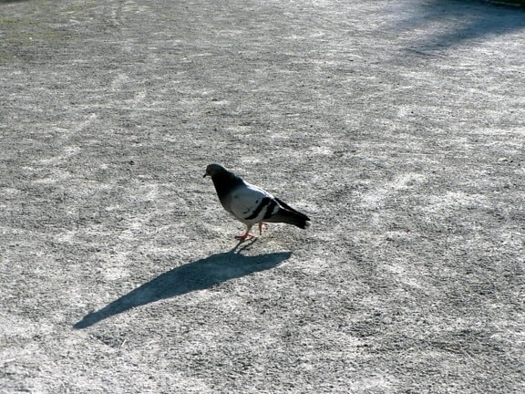 pigeon, ground